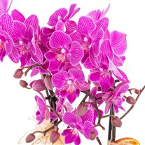 Citrus Berry Çift Dal Orkide