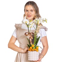 Cocoa Pearl Seramikte Orkide