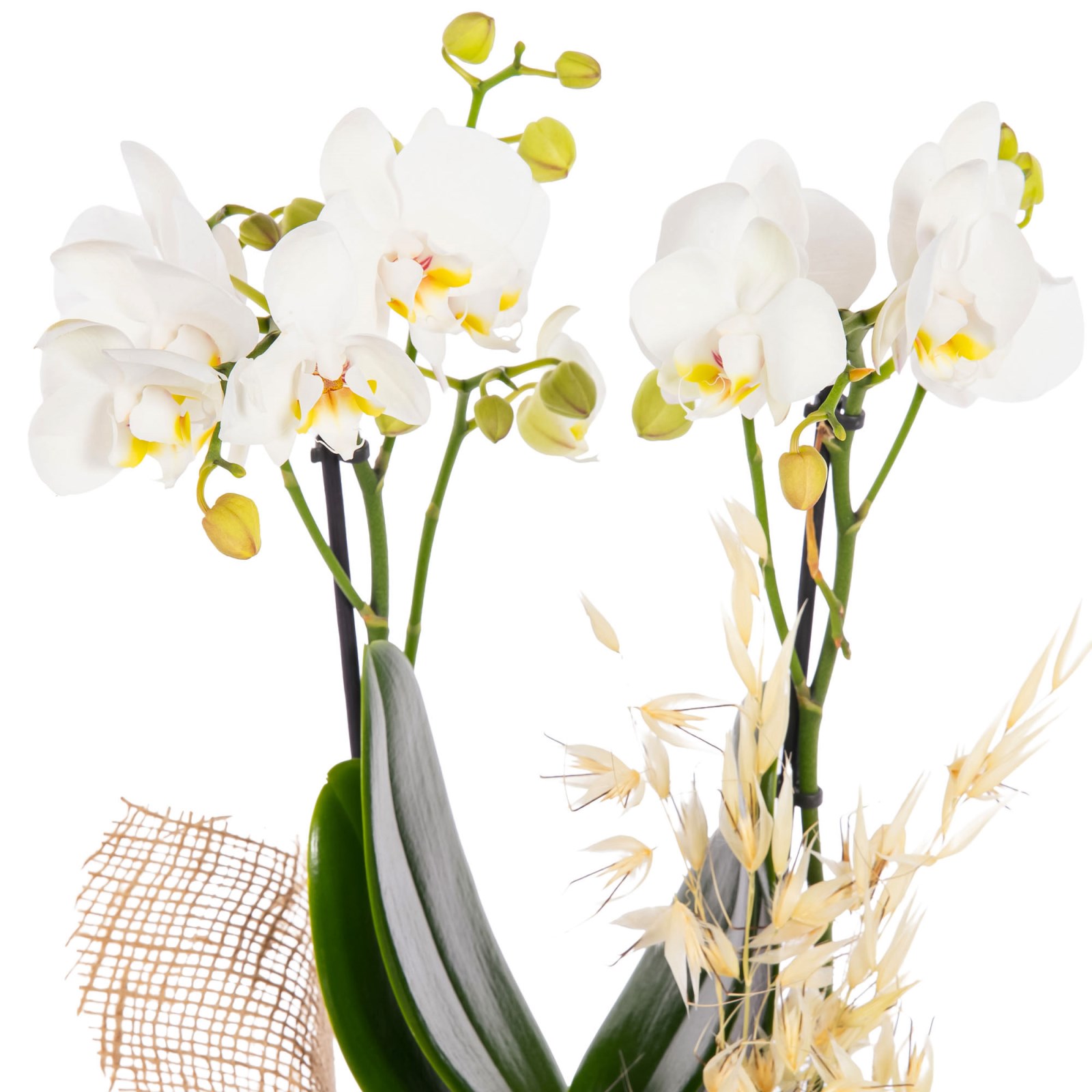 Pure Linen Çift Dal Orkide