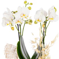 Pure Linen Çift Dal Orkide