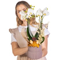 Pure Linen Çift Dal Orkide