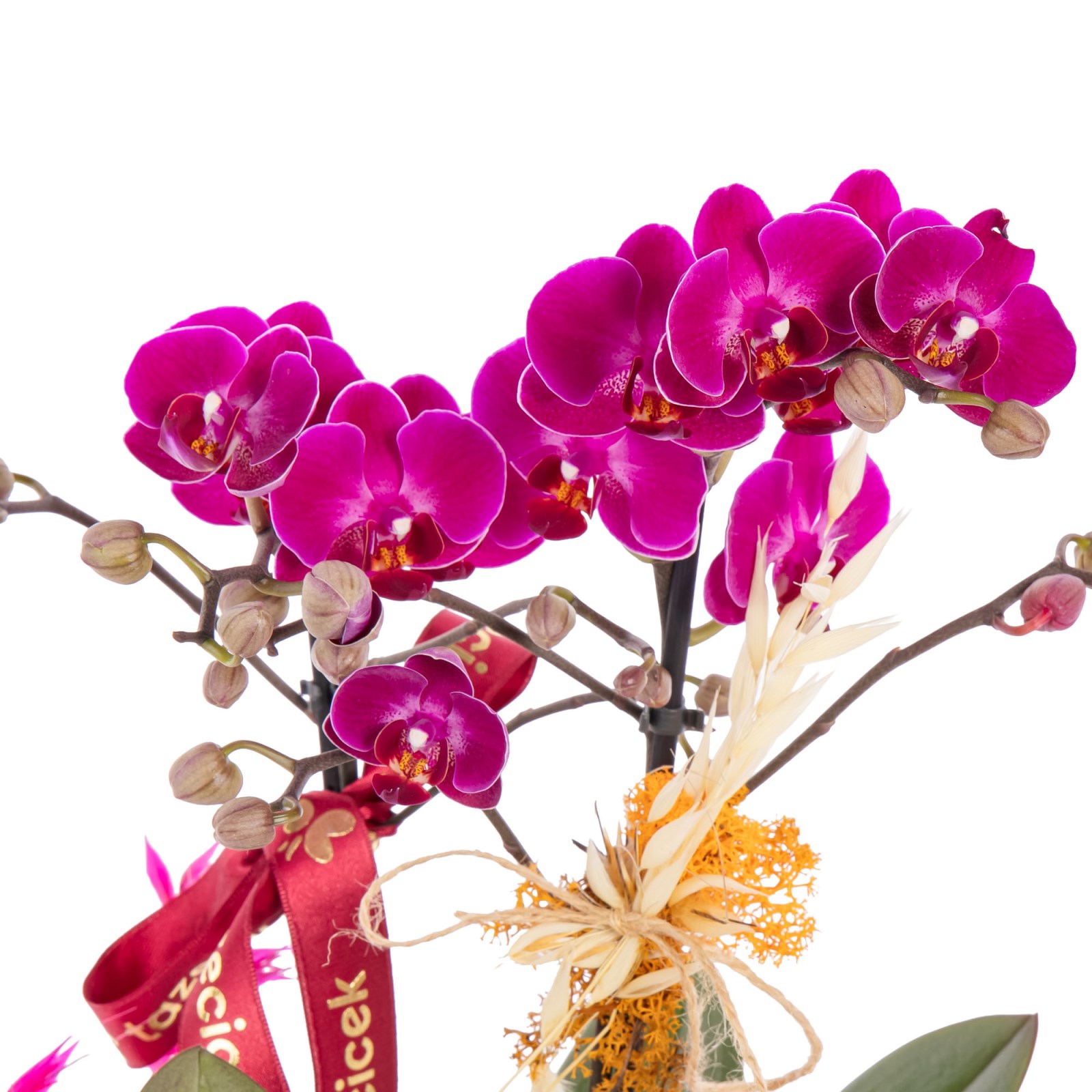 Fuchsia Field Çift Dal Orkide