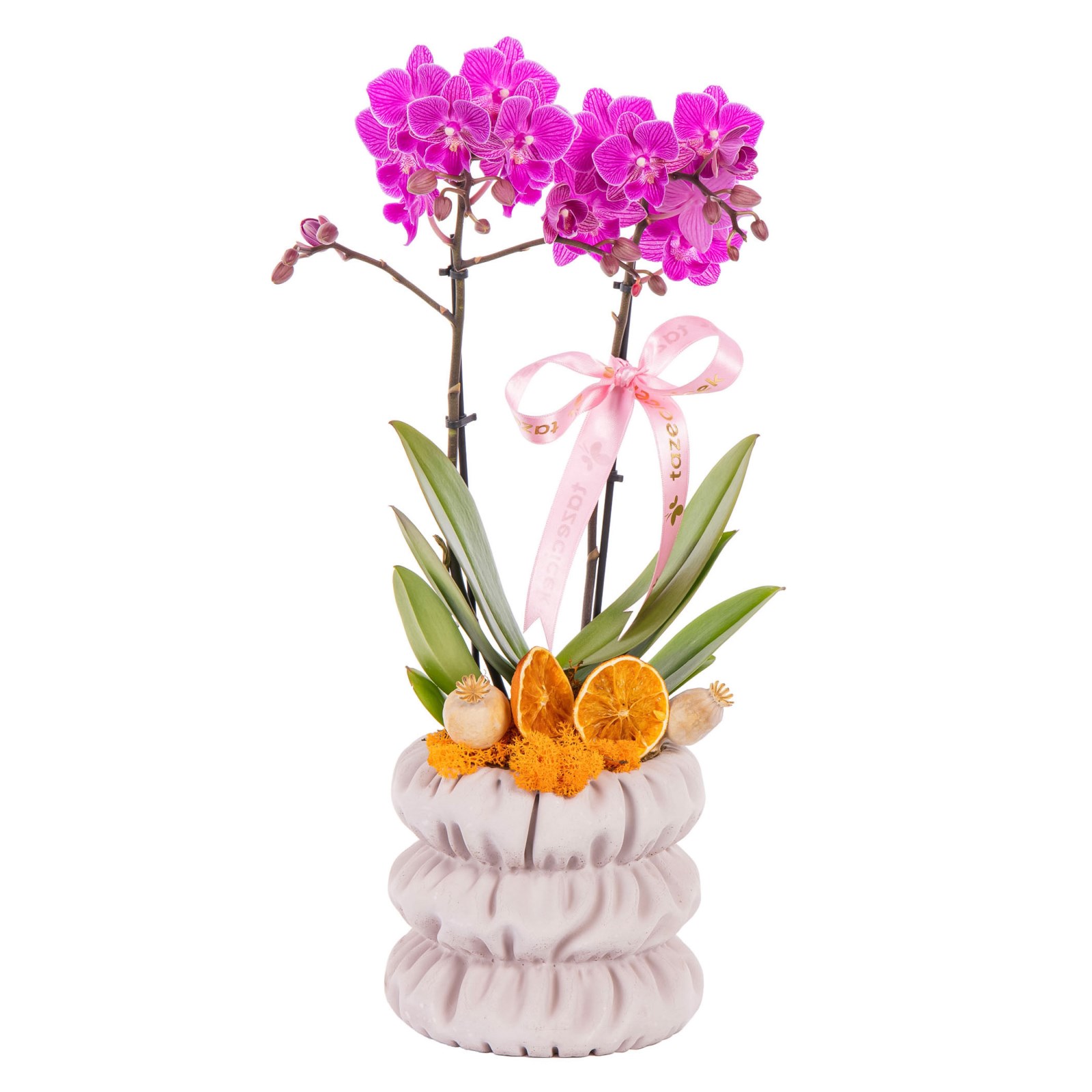 Pastel Bow Seramikte Orkide
