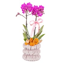 Pastel Bow Seramikte Orkide