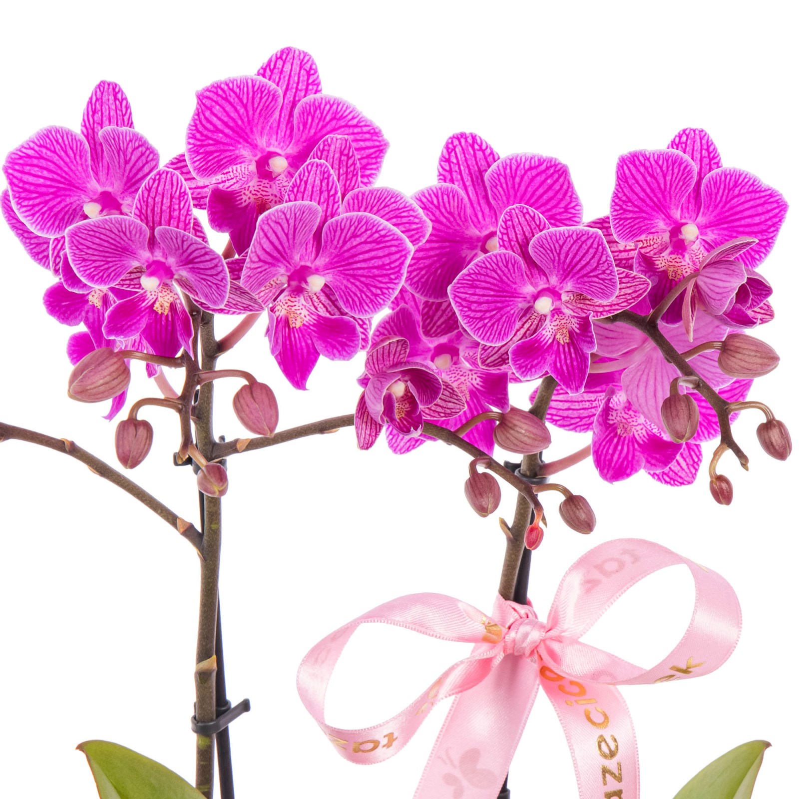 Pastel Bow Seramikte Orkide