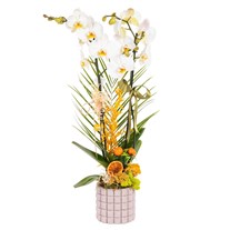 Olive White Seramikte Orkide
