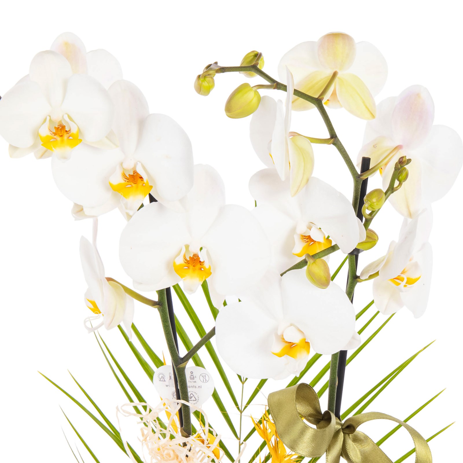 Olive White Seramikte Orkide