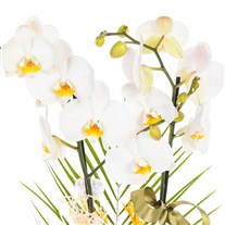 Olive White Seramikte Orkide