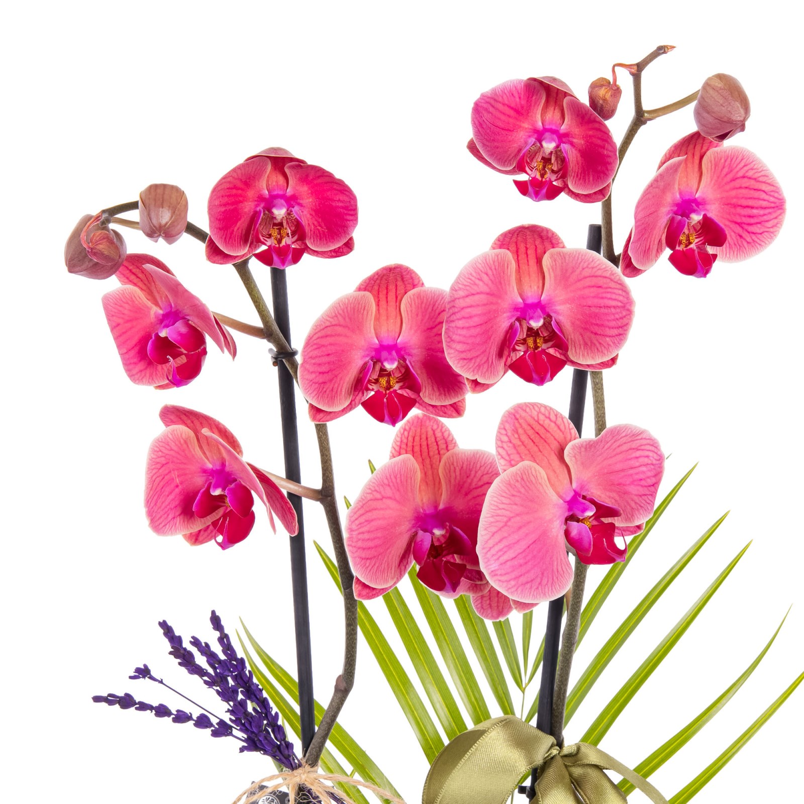 Khaki Peach Seramikte Orkide