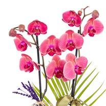 Khaki Peach Seramikte Orkide