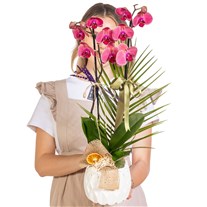 Khaki Peach Seramikte Orkide