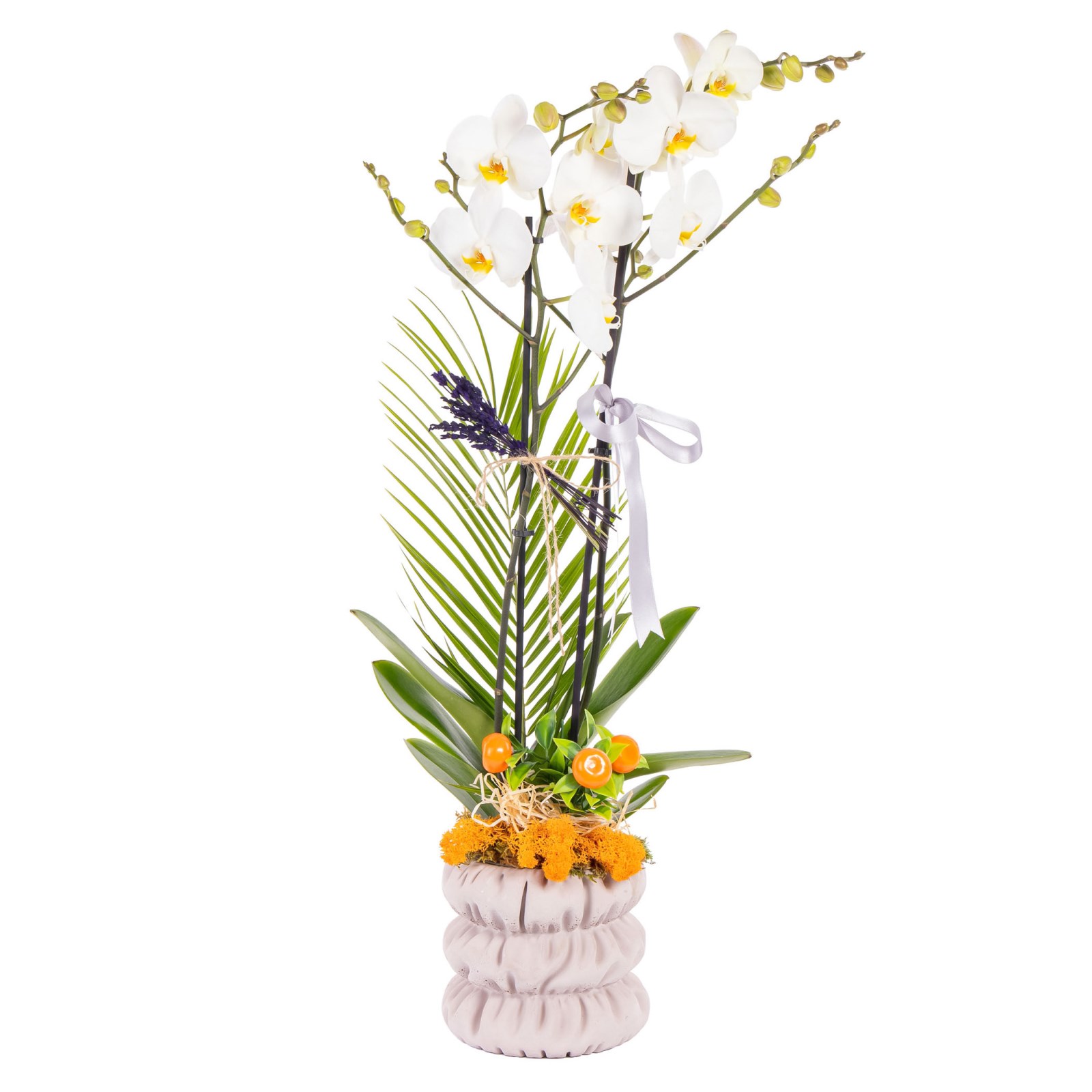Silver Ribbon Seramikte Orkide