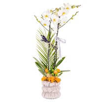 Silver Ribbon Seramikte Orkide