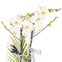 Silver Ribbon Seramikte Orkide