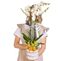 Silver Ribbon Seramikte Orkide