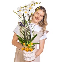 Silver Ribbon Seramikte Orkide