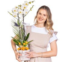 Silver Ribbon Seramikte Orkide