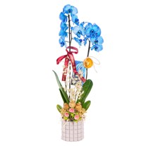 Royal Blue Seramikte Orkide