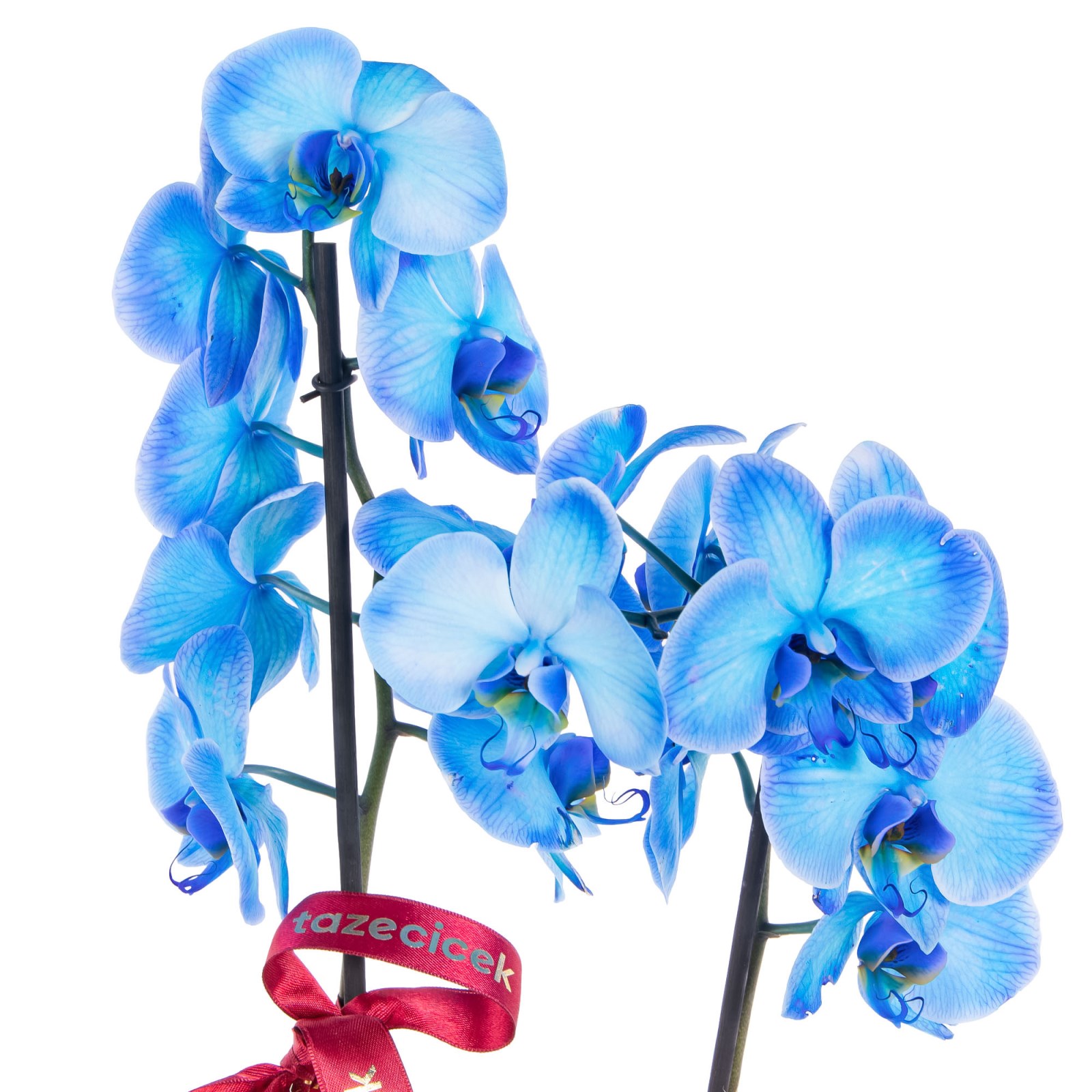 Royal Blue Seramikte Orkide
