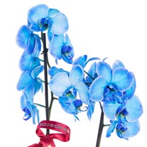 Royal Blue Seramikte Orkide