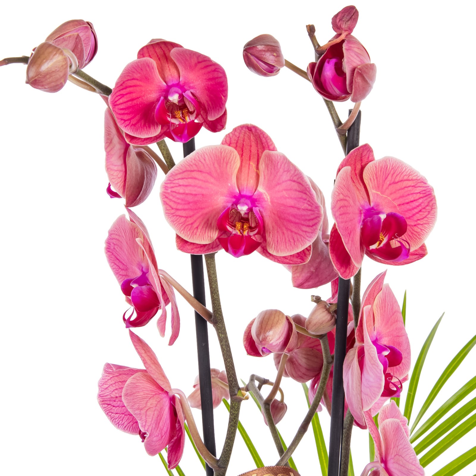 Cinnamon Blush Seramikte Orkide