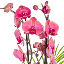 Cinnamon Blush Seramikte Orkide