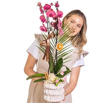 Cinnamon Blush Seramikte Orkide