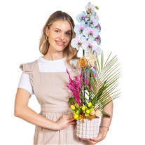 Azure Breeze Çift Dal Orkide