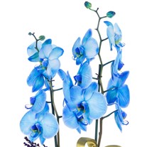 Sapphire Bow Seramikte Orkide
