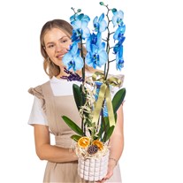 Sapphire Bow Seramikte Orkide