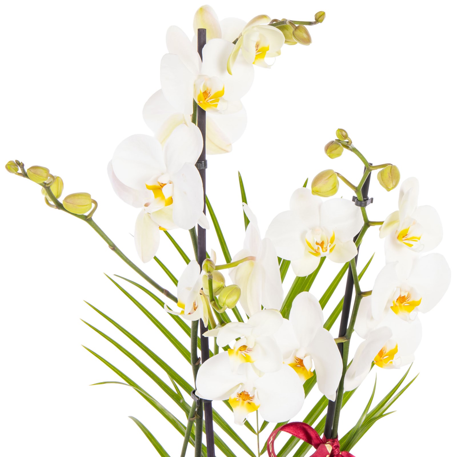 Pure Motif Seramikte Orkide