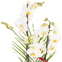Pure Motif Seramikte Orkide