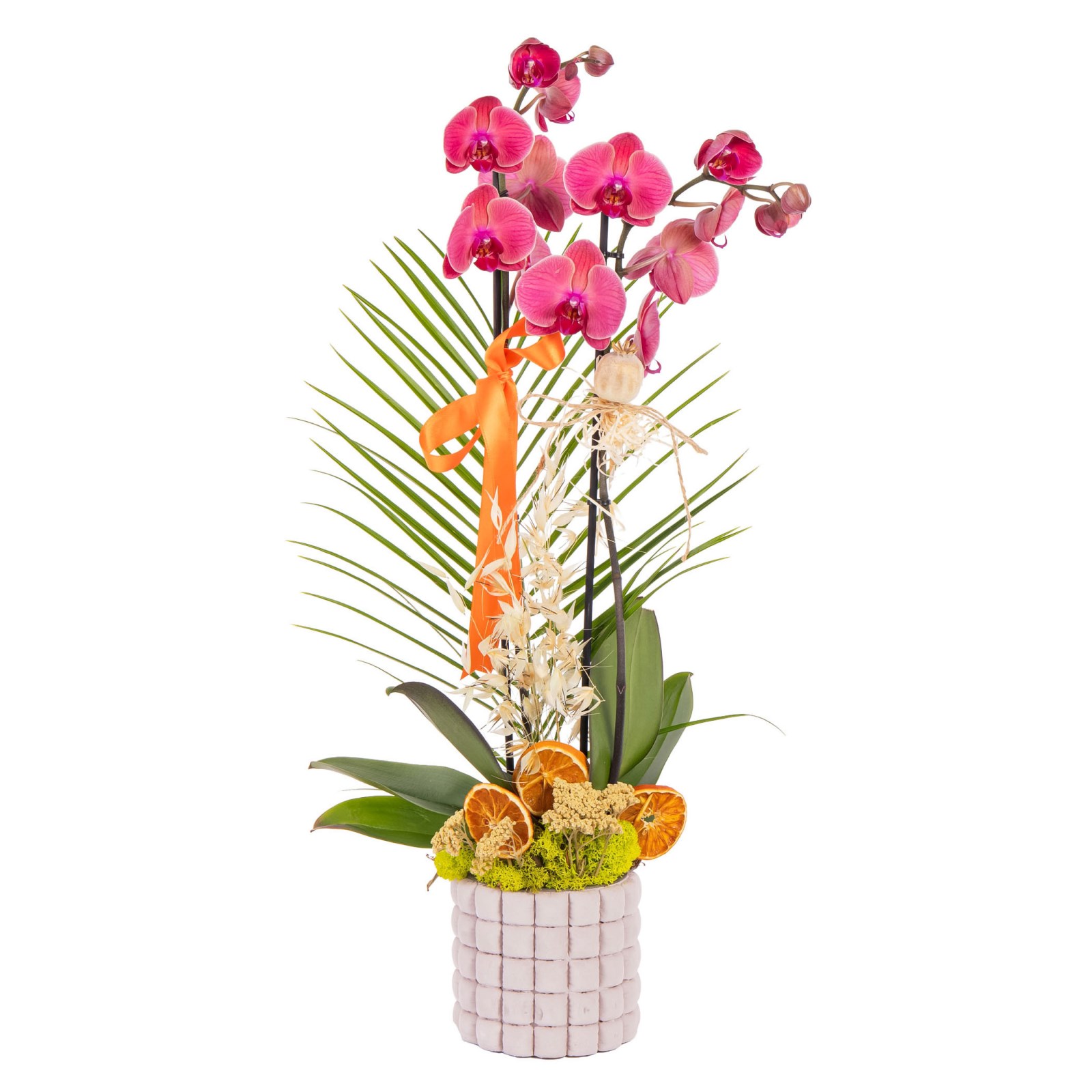 Sunset Ribbon Seramikte Orkide