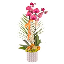 Sunset Ribbon Seramikte Orkide