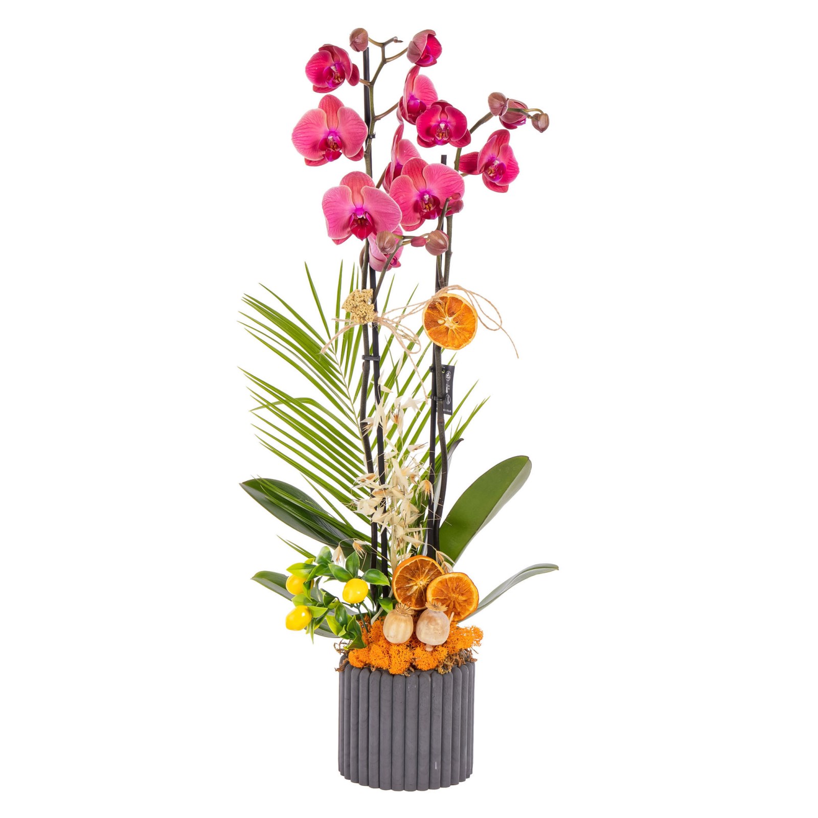Concrete Bloom Seramikte Orkide