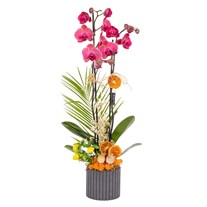 Concrete Bloom Seramikte Orkide