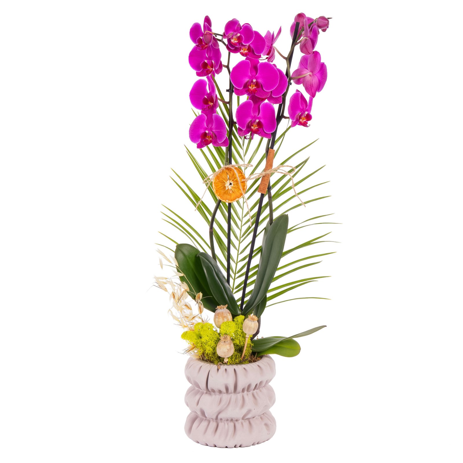 Rustic Fuchsia Seramikte Orkide