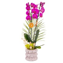 Rustic Fuchsia Seramikte Orkide