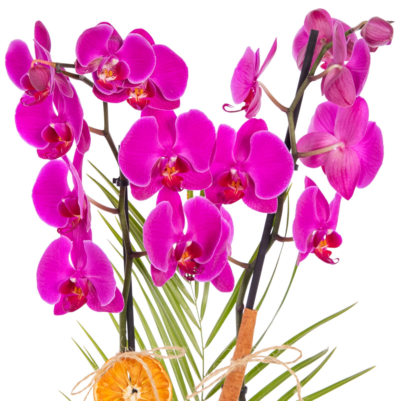 Rustic Fuchsia Seramikte Orkide