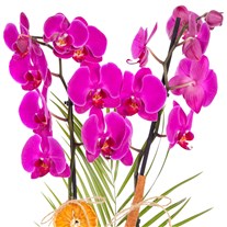 Rustic Fuchsia Seramikte Orkide