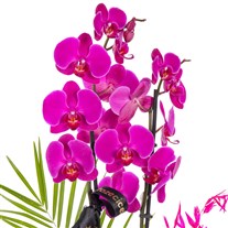 Purple Mosaic Seramikte Orkide