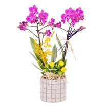 Saffron Mosaic Seramikte Orkide