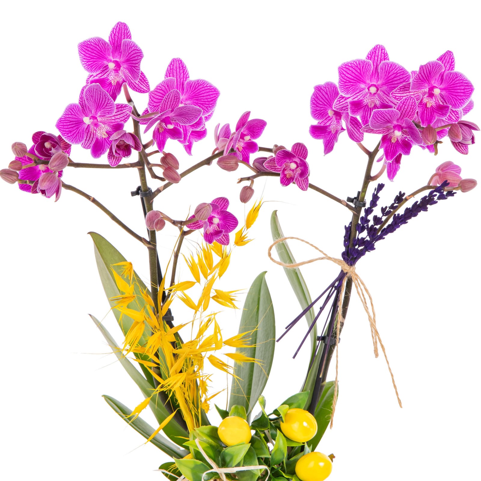 Saffron Mosaic Seramikte Orkide