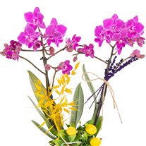 Saffron Mosaic Seramikte Orkide