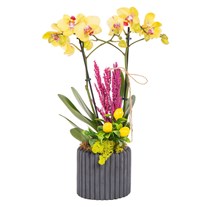 Yellow Charm Seramikte Orkide