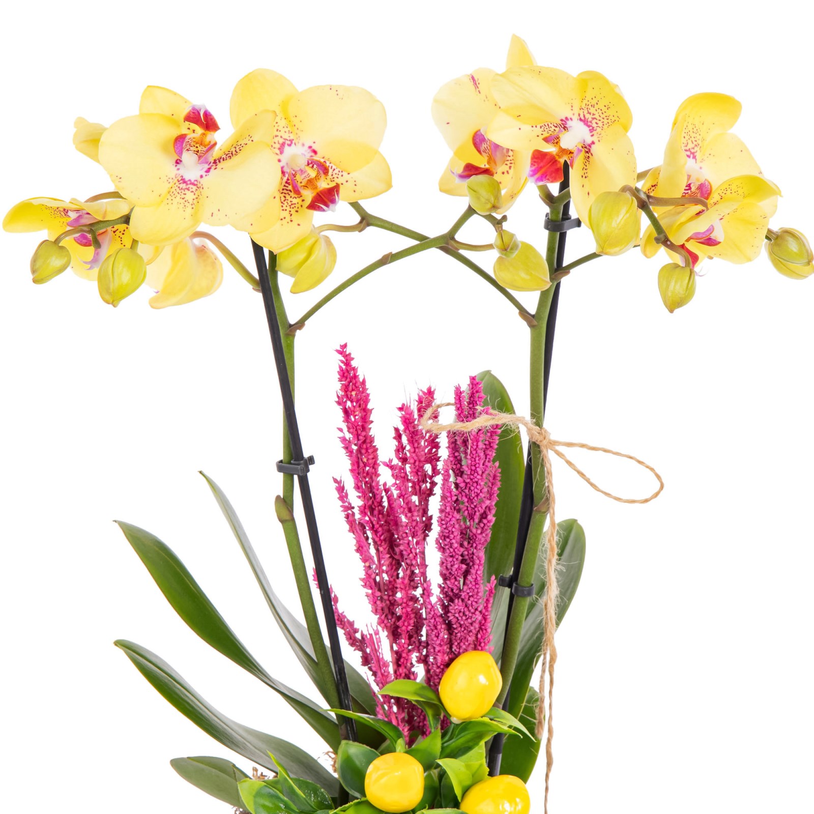 Yellow Charm Seramikte Orkide