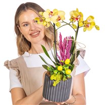 Yellow Charm Seramikte Orkide
