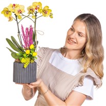 Yellow Charm Seramikte Orkide