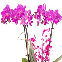 Velvet Magenta Çift Dal Orkide