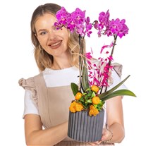 Velvet Magenta Çift Dal Orkide